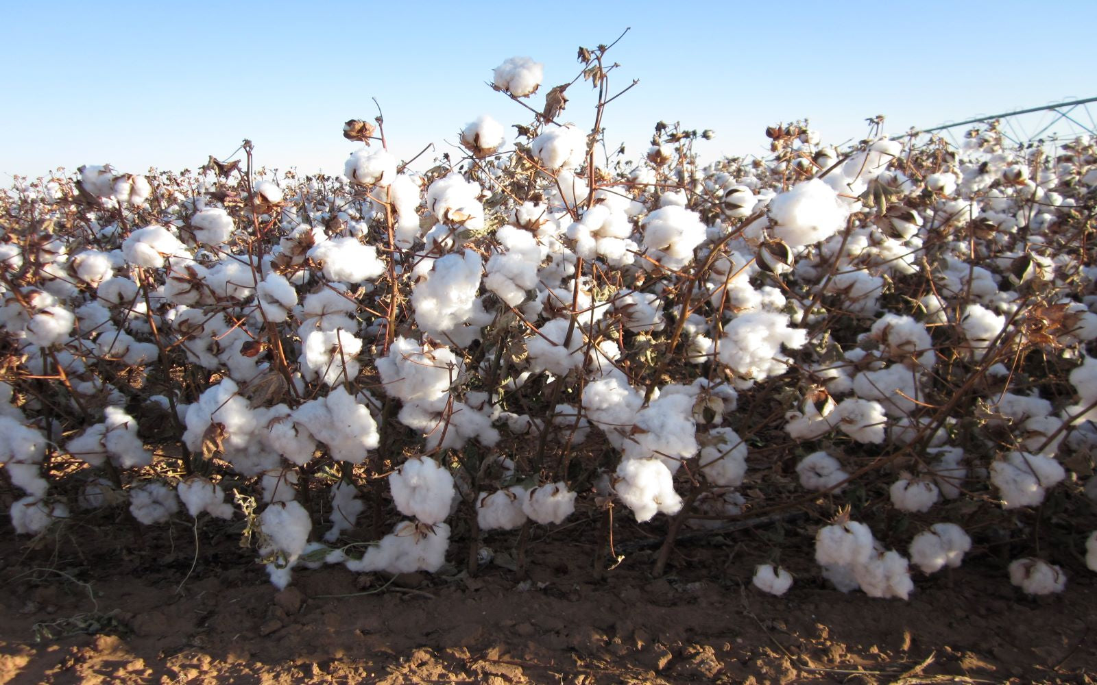 West Texas cotton field.