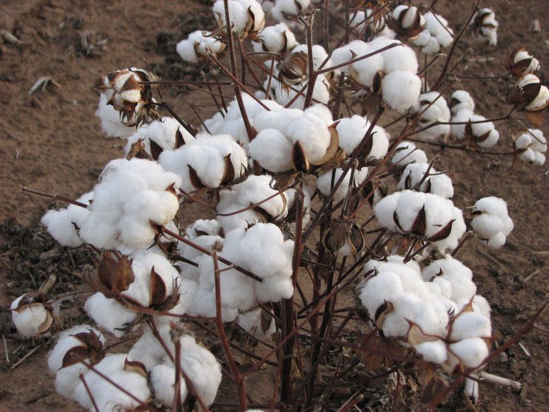 Type of Cotton Fiber for sheet sets